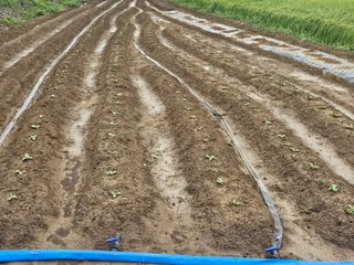 오영관님의 9월 농사계획 공유하기 · 참여글 작성글 사진