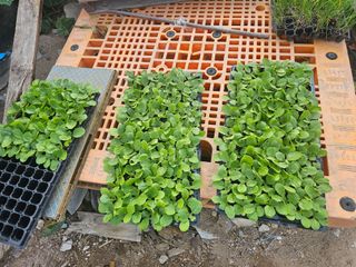 오영관님의 9월 농사계획 공유하기 · 참여글 작성글 사진