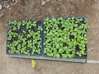 오영관님의 9월 농사계획 공유하기 · 참여글 작성글 사진