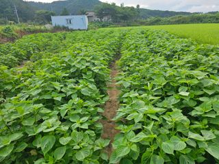오영관님의 9월 농사계획 공유하기 · 참여글 작성글 사진
