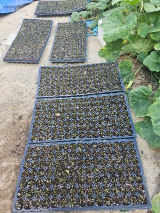 오영관님의 9월 농사계획 공유하기 · 참여글 작성글 사진