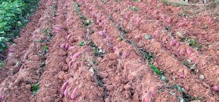 진시황님의 팜모닝 · 출석 작성글 사진