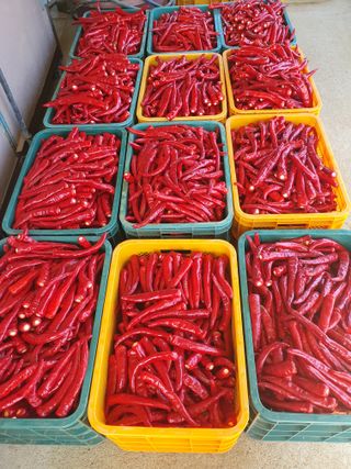 김정태님의 고추 · 영농일지 작성글 사진