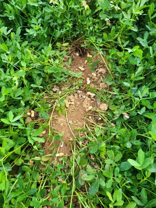 정금천님의 기타작물 · 병해충상담 작성글 사진