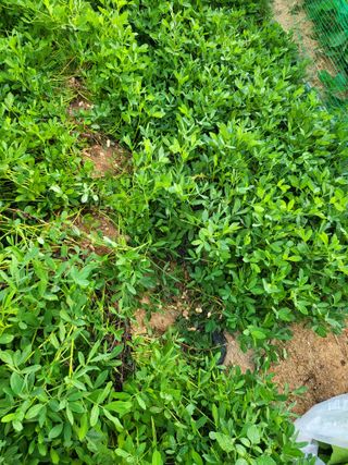 정금천님의 기타작물 · 병해충상담 작성글 사진