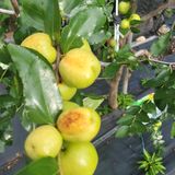 팜모닝 기타작물·병해충상담 게시글 이미지