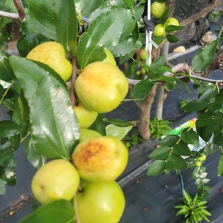 박충선님의 기타작물 · 병해충상담 작성글 사진