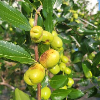 박충선님의 기타작물 · 병해충상담 작성글 사진