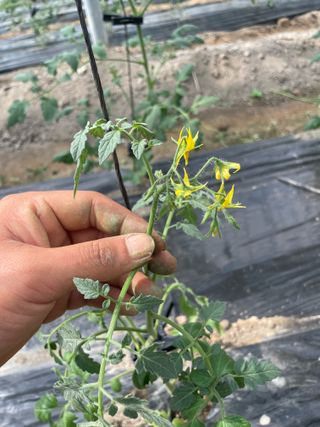 안하늘님의 토마토 · 생장기 농작업 작성글 사진