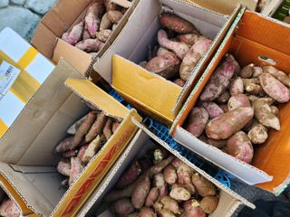 고영희님의 고구마 · 영농일지 작성글 사진