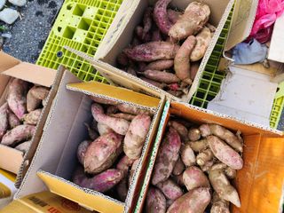 고영희님의 고구마 · 영농일지 작성글 사진