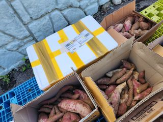 고영희님의 고구마 · 영농일지 작성글 사진