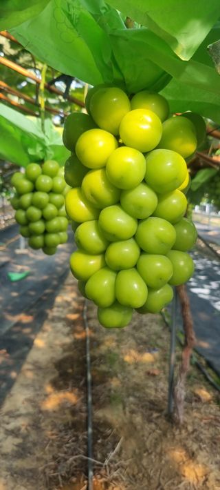 샤인머스마님의 포도 · 자유게시판 작성글 사진