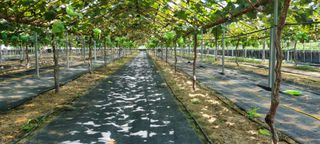 샤인머스마님의 포도 · 자유게시판 작성글 사진