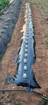 팜모닝 9월 농사계획 공유하기·참여글 게시글 이미지