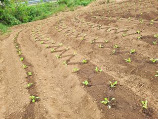 장남복님의 9월 농사계획 공유하기 · 참여글 작성글 사진