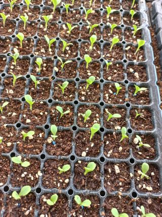 농민님의 상추 · 영농일지 작성글 사진