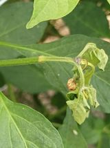 팜모닝 고추·비료•농약 게시글 이미지