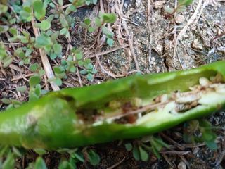 오영도님의 자유주제 · 자유게시판 작성글 사진