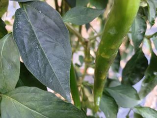 오영도님의 자유주제 · 자유게시판 작성글 사진