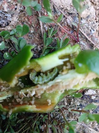 오영도님의 자유주제 · 자유게시판 작성글 사진