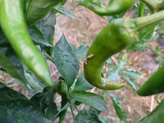 오영도님의 자유주제 · 자유게시판 작성글 사진