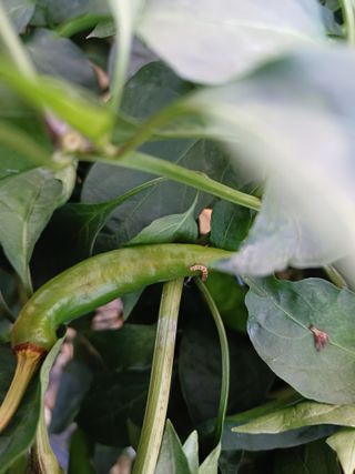 오영도님의 자유주제 · 자유게시판 작성글 사진