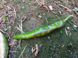 오영도님의 자유주제 · 자유게시판 작성글 사진