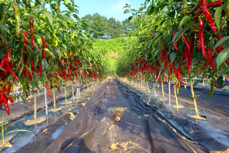 장터 상품 [고춧가루 매운맛] 썸네일