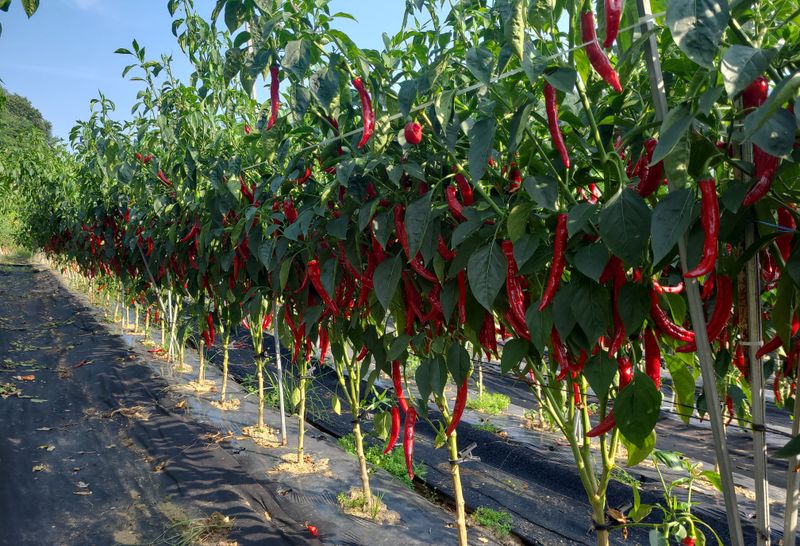 윤인석님의 장터 판매 상품 [고춧가루 매운맛] 첨부 사진