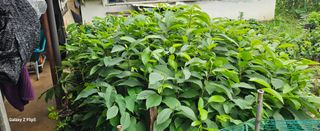 박봉동님의 자유주제 · 자유게시판 작성글 사진