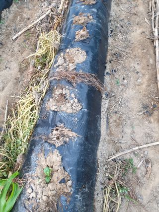 샤이니바다님의 배추 · 영농일지 작성글 사진