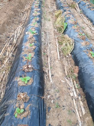 샤이니바다님의 배추 · 영농일지 작성글 사진