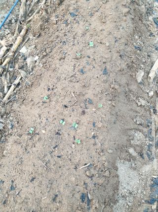 샤이니바다님의 배추 · 영농일지 작성글 사진