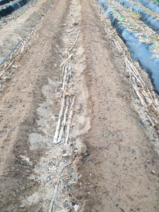 샤이니바다님의 배추 · 영농일지 작성글 사진