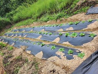 초원농원님의 9월 농사계획 공유하기 · 참여글 작성글 사진