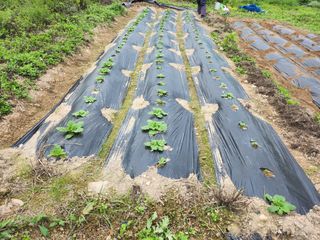 초원농원님의 9월 농사계획 공유하기 · 참여글 작성글 사진