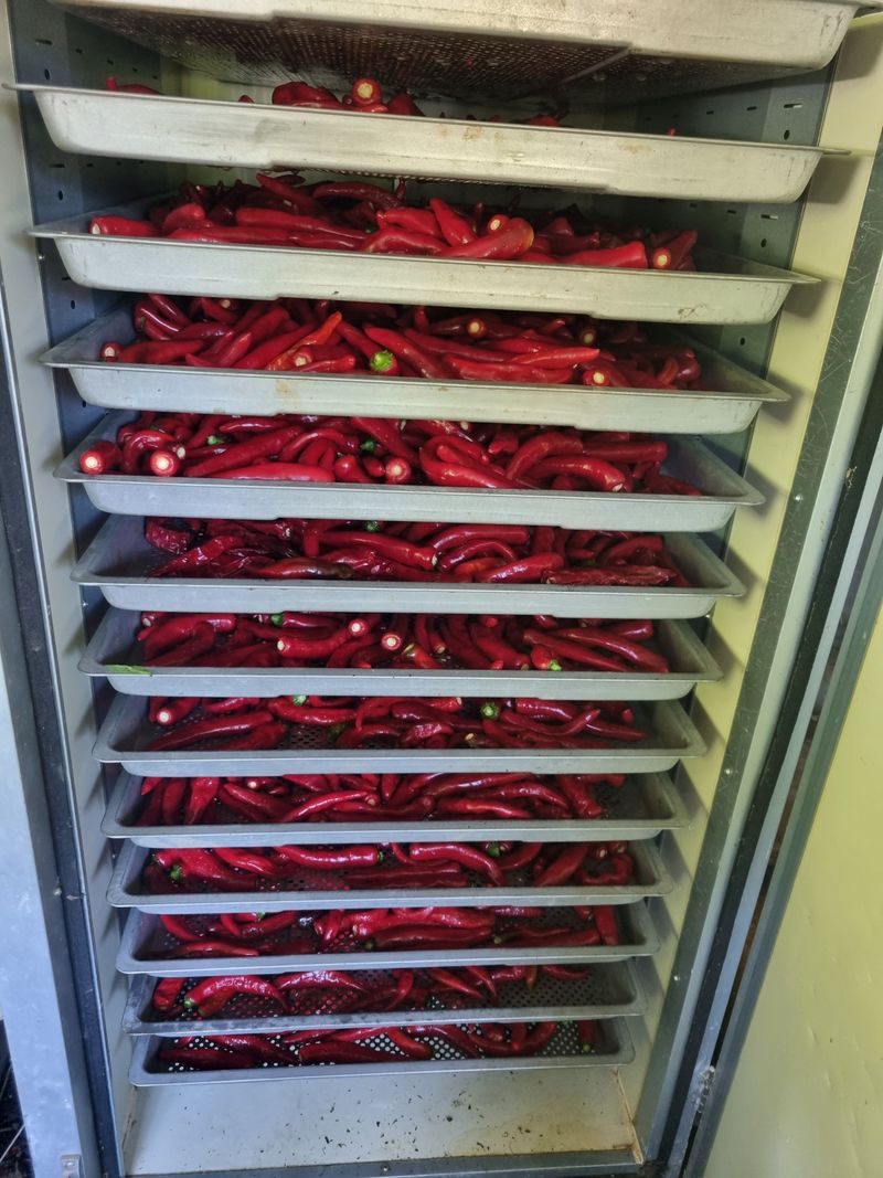 도시농부님의 장터 판매 상품 [건고추 1근600그람] 첨부 사진