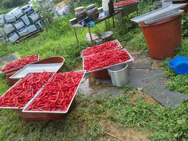 도시농부님의 장터 판매 상품 [건고추 1근600그람] 첨부 사진