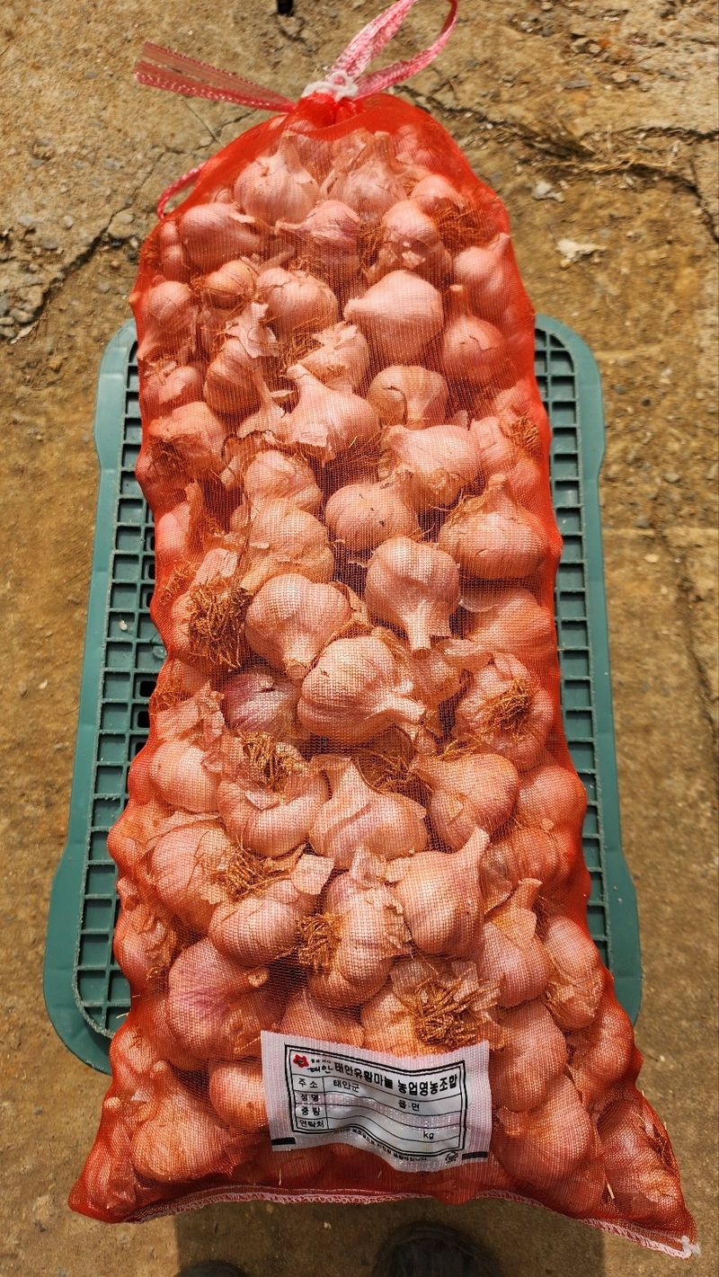 조새힘님의 장터 판매 상품 [태안군 유황 홍산마늘 2대종 종자용 (반접50개,한접100개) 밭마늘] 첨부 사진