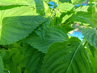 주복자님의 들깨 · 영농일지 작성글 사진