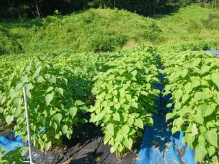 주복자님의 들깨 · 영농일지 작성글 사진