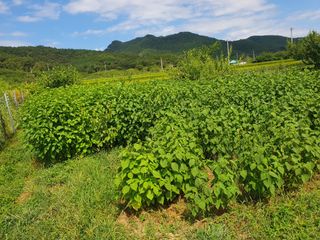 참가죽님의 들깨 · 영농일지 작성글 사진