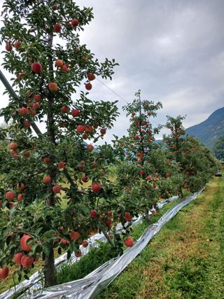 채선화님의 사과 · 영농일지 작성글 사진