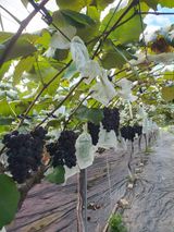 팜모닝 포도·영농일지 게시글 이미지