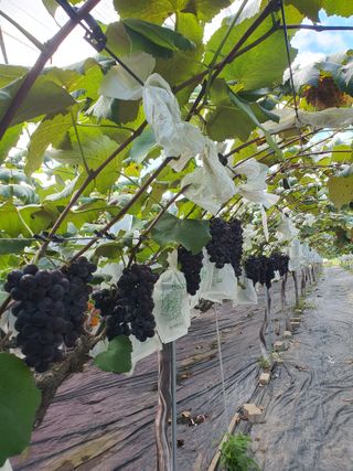 소백산단산포도이종석님의 포도 · 영농일지 작성글 사진