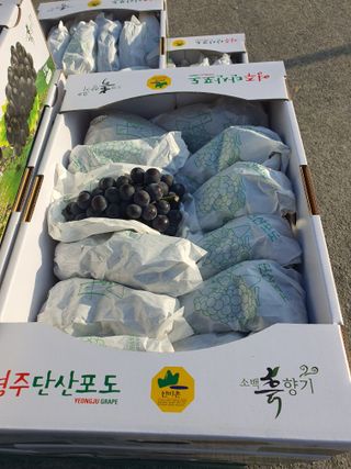 소백산단산포도이종석님의 포도 · 영농일지 작성글 사진