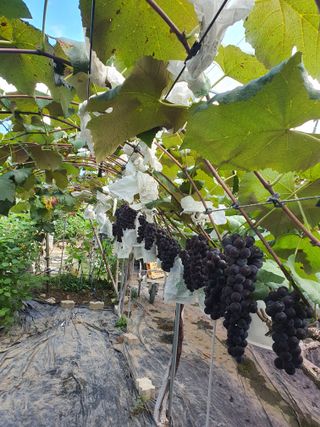 소백산단산포도이종석님의 포도 · 영농일지 작성글 사진