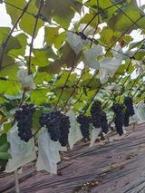 팜모닝 자유주제·자유게시판 게시글 이미지