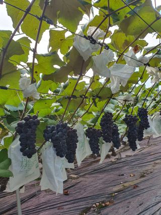 소백산단산포도이종석님의 자유주제 · 자유게시판 작성글 사진